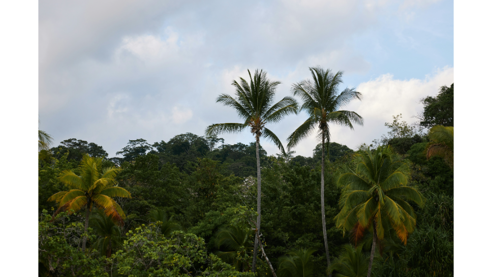 Lush rainforest scene with tall palm trees and dense green foliage under a cloudy sky, depicting a tropical wilderness setting.