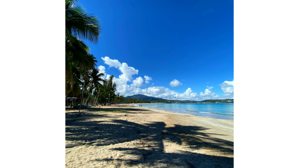 Peaceful tropical beach lined with palm trees under a bright blue sky, with gentle waves and mountains visible in the distance.