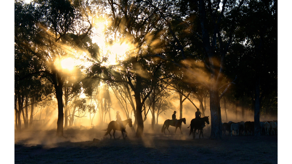Silhouettes of cowboys riding horses through a dusty forest with dramatic sunlight streaming through the trees.