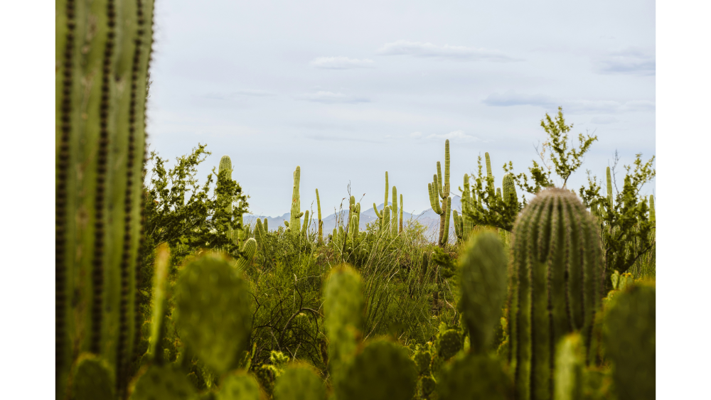 Dense cactus forest in the Sonoran Desert, featuring saguaro and prickly pear cacti under an overcast sky.
