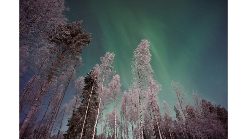 Aurora borealis glowing in the night sky above a winter forest with tall, frost-covered trees.