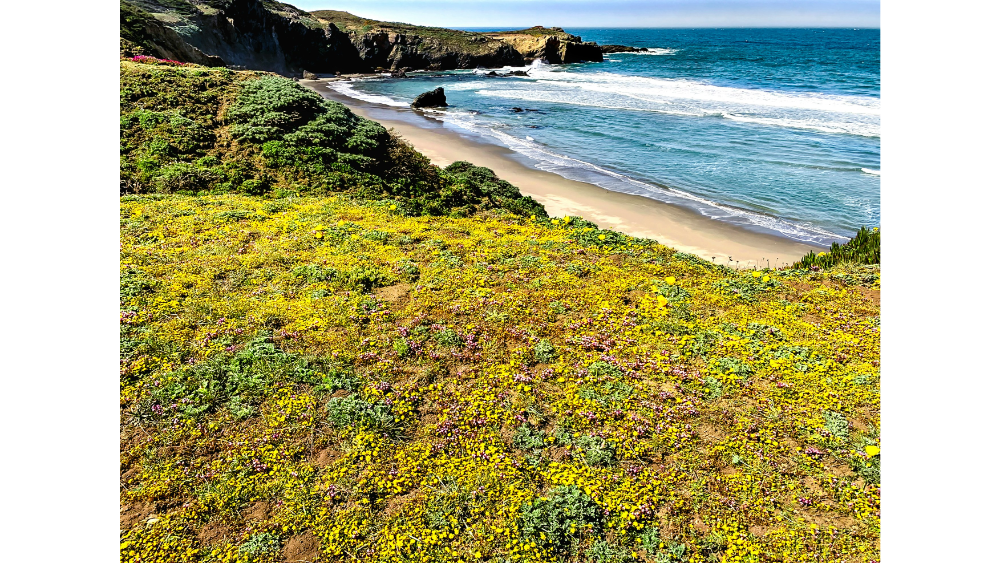 Colorful wildflowers covering a coastal bluff overlooking sandy shores and rocky cliffs along a blue ocean.