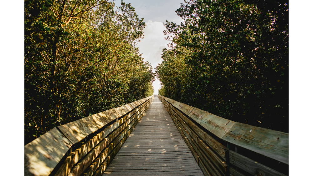 Wooden boardwalk leading through lush green trees under a bright sky, creating a peaceful nature trail.