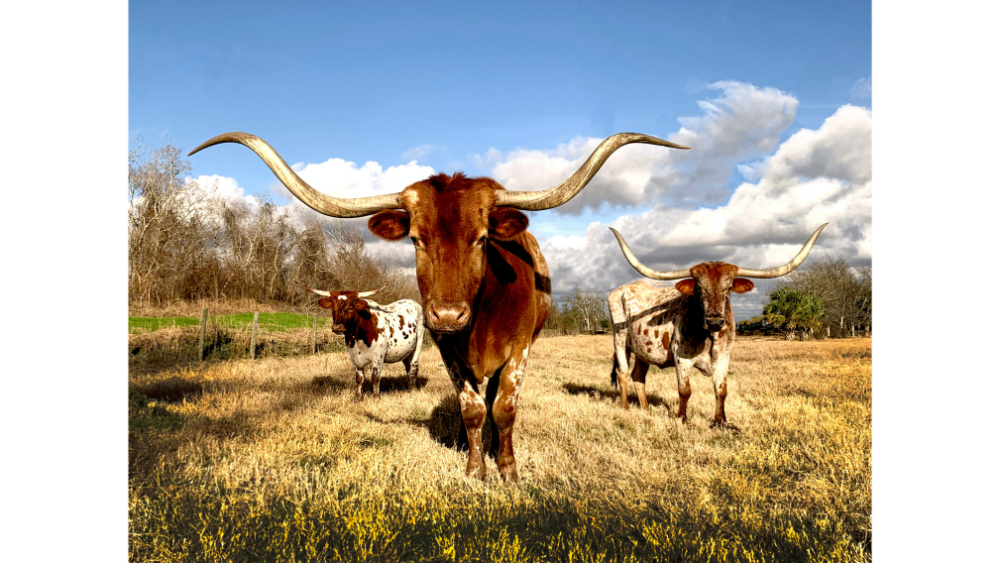 Texas Vacation Spots