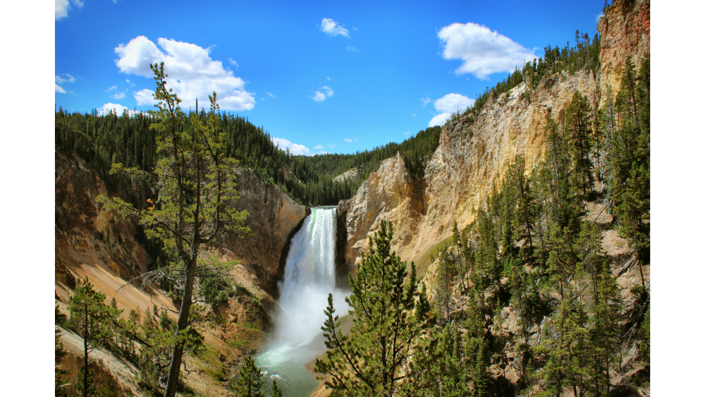 Scenic view of a powerful waterfall cascading into a deep canyon surrounded by pine trees and rocky cliffs under a bright blue sky in Yellowstone National Park.