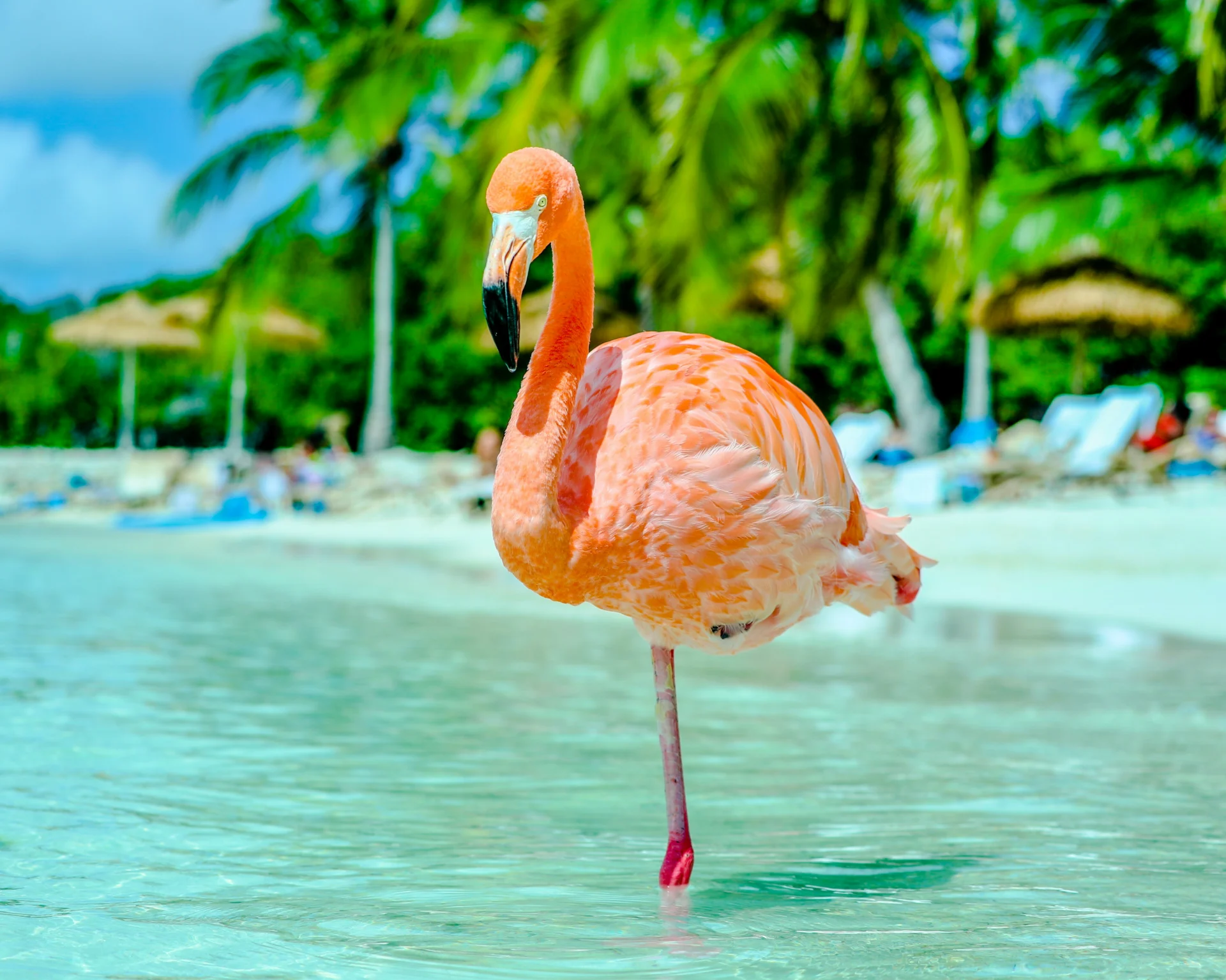 Aruba Vacations
