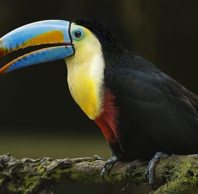 bird-7071810_1280
