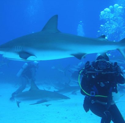 dive-1655740_1280