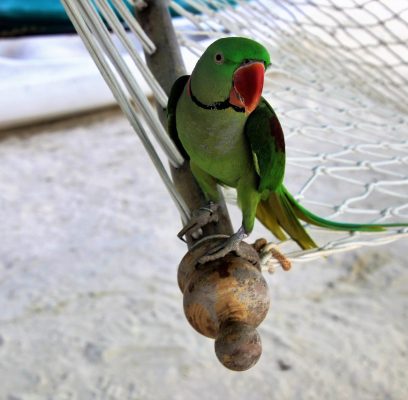 hammock-3223067_1280