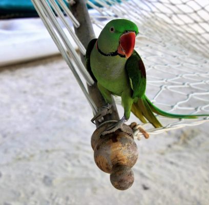 hammock-3223067_1280
