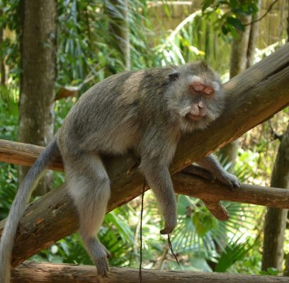 indonesia-4616370_1280