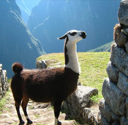 llama-1214076_1280