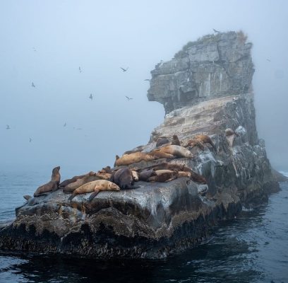 seals-6627197_1280