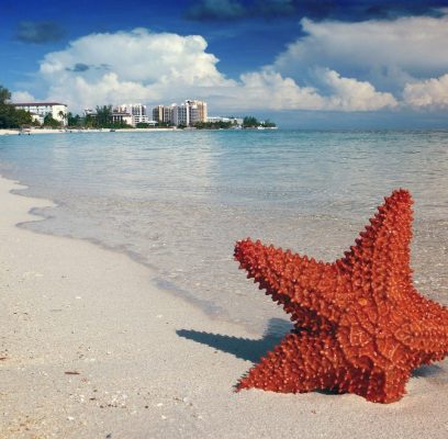 starfish-1122849_1280