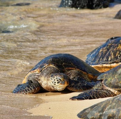 tortoise-3127243_1280 (1)