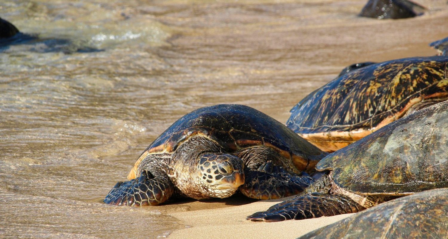 tortoise-3127243_1280