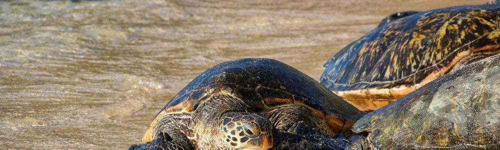 tortoise-3127243_1280